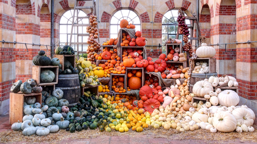 The Autumn Harvest Display at Tyntesfield, 2024, featuring a rainbof of colourful pumpkins piled up in Tyntesfield's orangery.